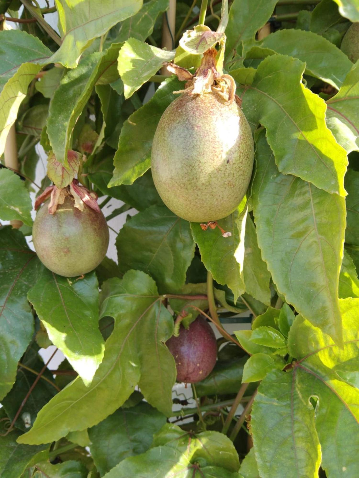 B&B La Granadilla Cónchar Dış mekan fotoğraf